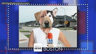 Stephen Colbert has some fun with WBZ's dog DNA testing story