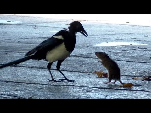 Mouse (Rat) VS Bird Fight Footage