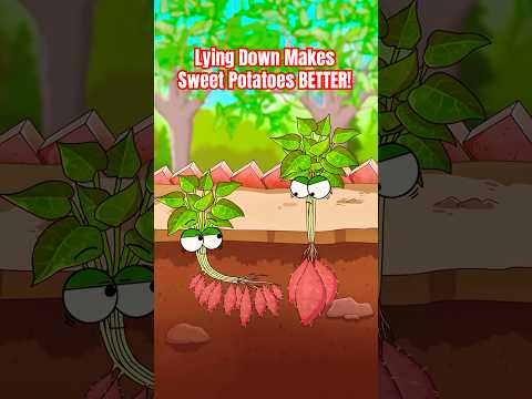Lying Down Makes Sweet Potatoes BETTER! 🍠 #sweetpotato #animation