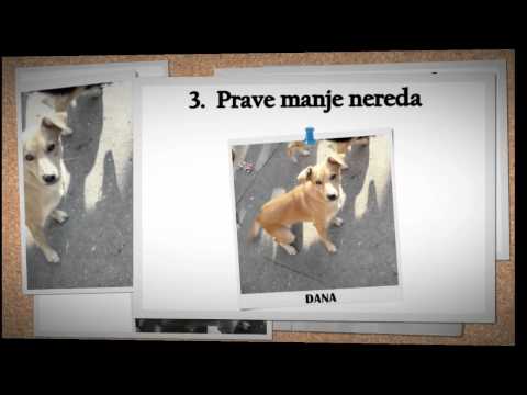 5 razloga zašto udomiti (ovih) 5 velikih pasa