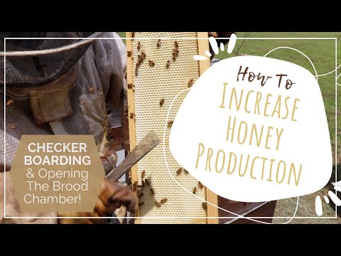 How to increase honey production: Checkerboarding and opening the brood chamber