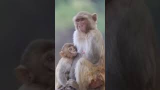 Download lagu udah gede masih nenen #shorts #animals #monkey #funny mp3