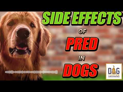 Side Effects of Prednisone in Dogs │ Dr. Demian Dressler Q&A