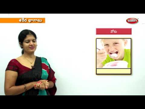 Learn parts of the body for kids