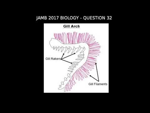 Q32 - JAMB Biology 2017 Past Questions and Answers