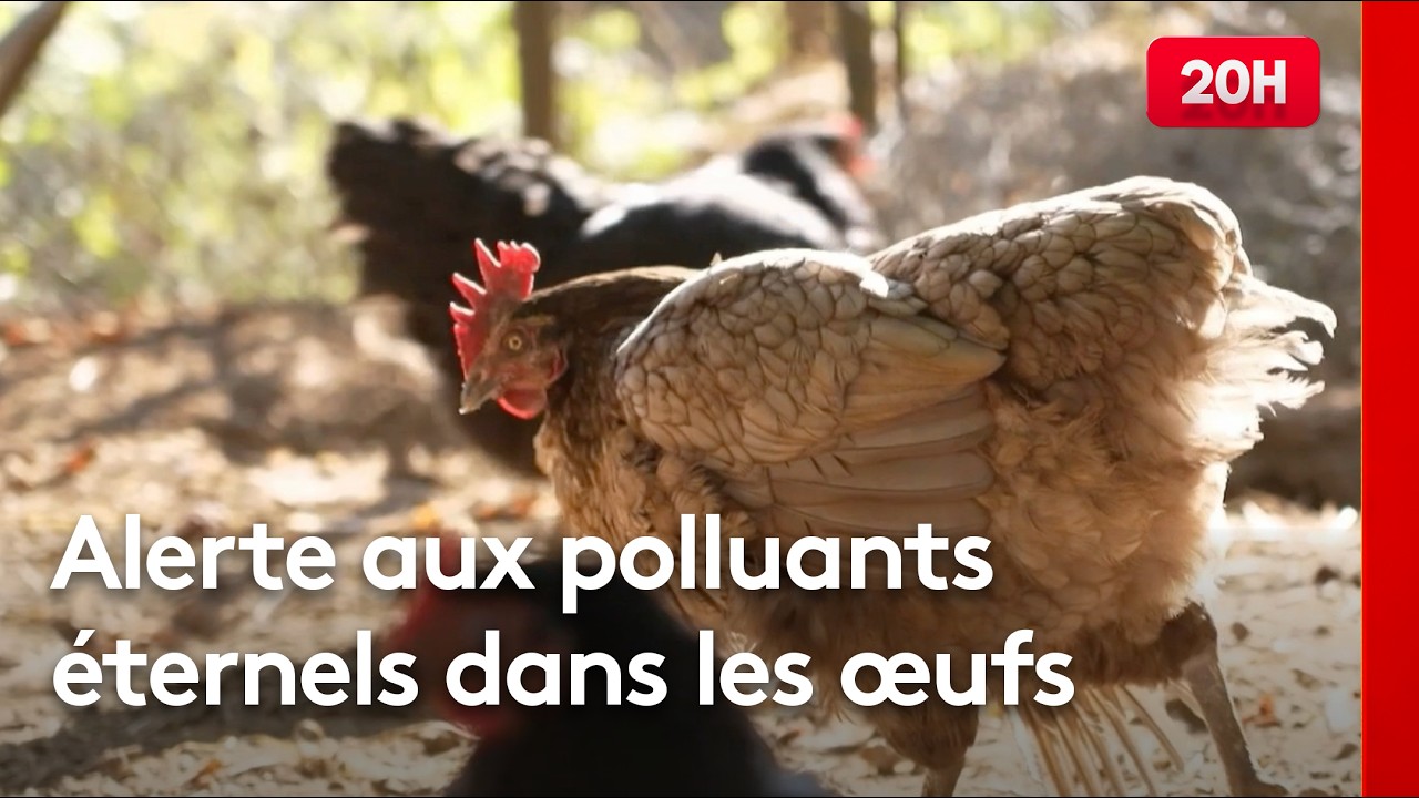 PFAS dans les œufs : une contamination généralisée en France