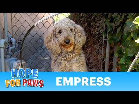 Homeless Standard Poodle survived thanks to a cat feeder. 🐶💝🐱