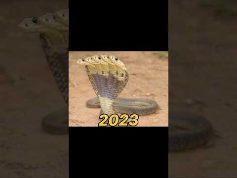 five headed cobra 2023 vs five headed cobra 250 million years ago #shorts #viral #shortvideo #edit