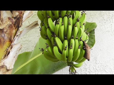 Growing Apples Unveiling the Magic of 4 In 1 Grafted Apple Trees