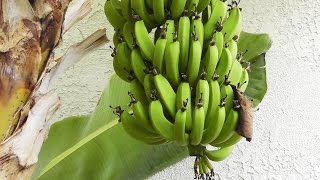 Grow & Harvest Bananas - flowers, fruits & stems of the banana plant