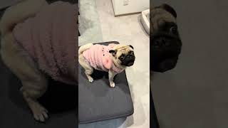 パグの日常Vlog #パグ #犬 #日常vlog #shorts