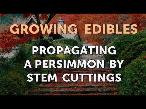 How to Grow Mangosteen From Seed