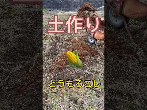 マグノリアをいつ地面に植えるのですか？どのように進めればよいでしょうか？方法、メンテナンス、病気  庭園