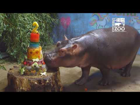Baby Hippo Fiona Celebrates Her 2nd Birthday - Cincinnati Zoo