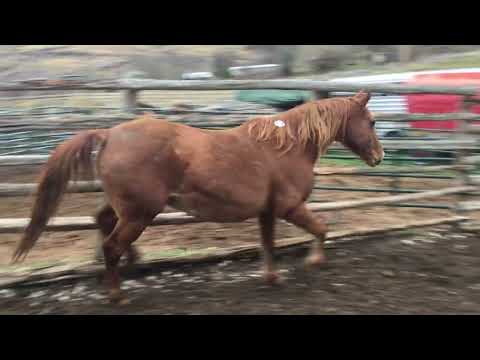 Sold 403- sorrel QH mare