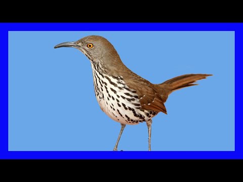 Drozdec dlhozobý (Toxostoma longirostre) — správanie, biotop a hlas