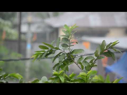 "Soothing Rainy Night in the Forest | Relaxing Nature Sounds for Sleep & Study 🌧🌲