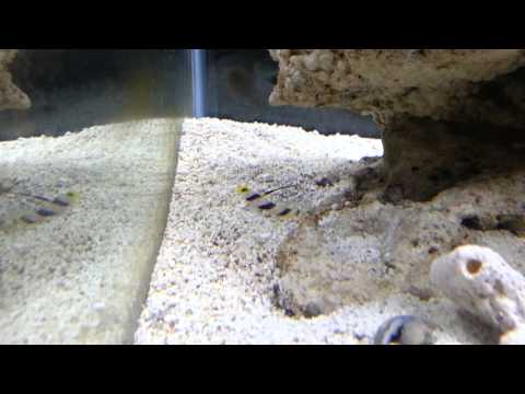 Pistol shrimp and hi fin goby pair