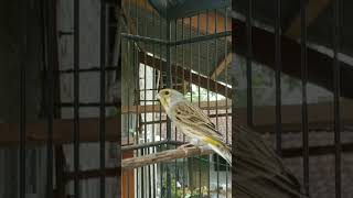 Download lagu 🐦 blaken belajar bunyi✔️‼️ mp3