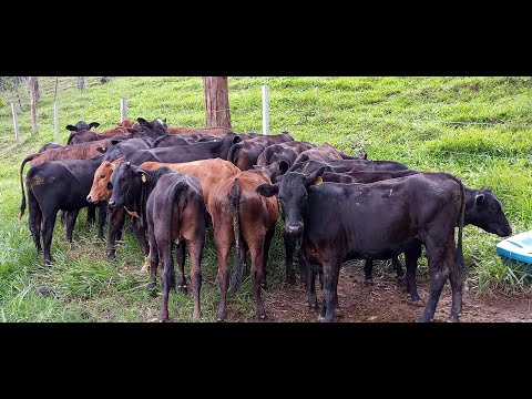Venta De Machos y Hembras de Levante Brangus