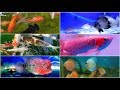 Ikan Hias Yang Bisa Merusak Tanaman