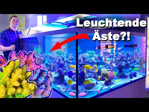 Why SPS corals? - 2250 liters REEF TANK from Michael + FOR BEGINNERS *english subtitles*