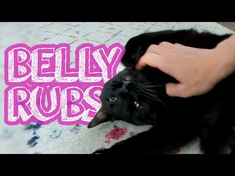 big Theo LOOOVES the belly rubs!