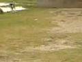 Gujrat Dog Sex