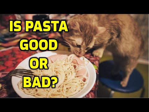 YouTube video about: Can cats eat alfredo sauce?