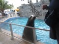 Sea Lion Barking