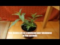 Two hours life of a Hawaiian Baby Woodrose in few seconds