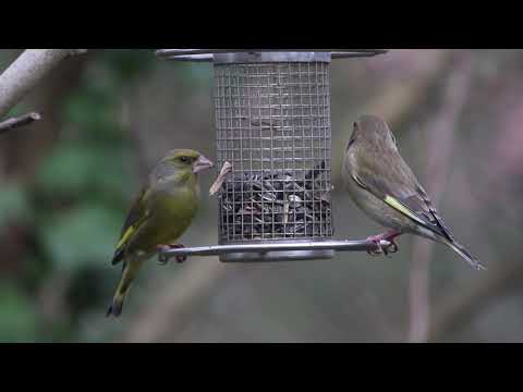 Garten 2019 - Grünfinken -  07.02.2019 #1