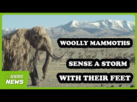 Prehistoric Planet: Ice Age – Woolly Mammoths Sense A Storm With Their Feet
