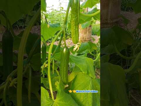 , title : '"Greenhouse Gardening: Captivating Cucumber Plant Growth"'