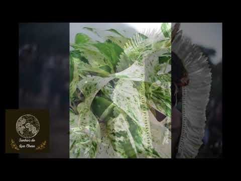 Pajezinhos da Floresta Encantada - Tuim Nova Era