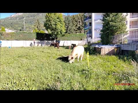 VACCHE SCOZZESI HIGHLAND A SAMPEYRE (CN) VAL VARAITA FIERA DI S.  MICHELE. DOM. 24 - 9 - 2023.