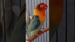 Download lagu SUARA LOVEBIRD TIK TIK TIK SAMBUNG NGEKEK PANJANG SANGAT AMPUH UNTUK PANCINGAN#lbdurasipanjang mp3