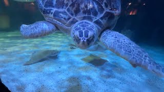 Mystic Aquarium and Mystic Pizza