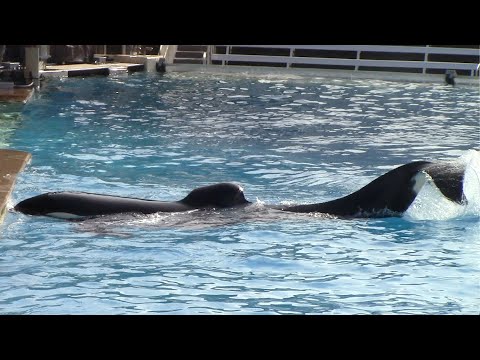 Ikaika Training Session - SeaWorld San Diego - January 31, 2022