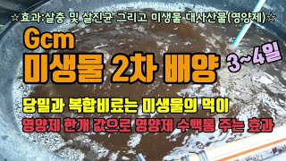 gcm미생물 2차배양 방법 복합비료와 당밀(설탕)을 넣고 2차 호기발효 초저가 영양제 만드는 방법 젤라틴키틴…