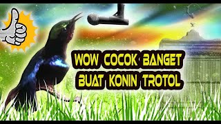Download lagu INI DIA  ‼️ MASTERAN BUAT KONIN TROTOL GACOR FULL ISIAN LENGKAP JOSS mp3