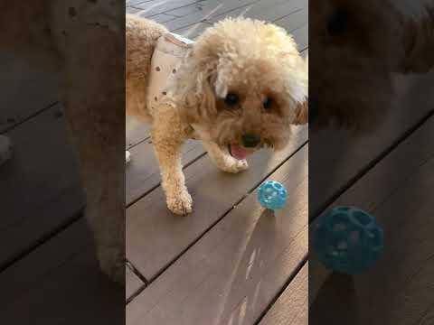 経営学科 ボール大好きトイプードル14ヶ月 #toypoodle #トイプードル
