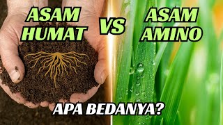 Download lagu ASAM HUMAT VS ASAM AMINO‼️APA BEDANYA? mp3