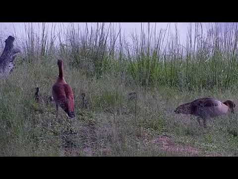 Djuma: Egyptian Goose pair and their seven young ones - 07:38 - 01/01/22