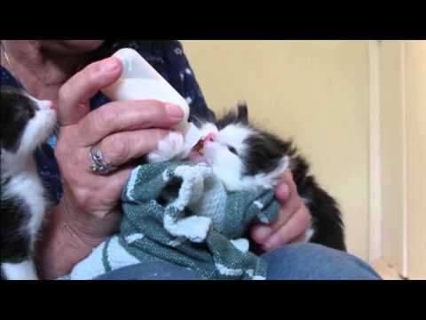 #4-03 Momma-Cat Lily, Bottle Feeding 4 Week Old Kittens