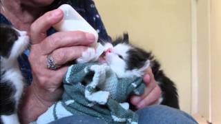 #4-03 Momma-Cat Lily, Bottle Feeding Five 4 Week Kittens (VOKRA)