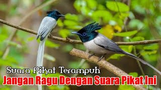 Download lagu Suara Pikat Burung Tali Pocong. Sangat Jitu mp3