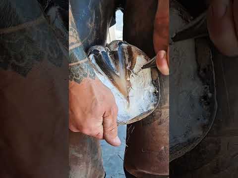 #farrier #farrierlife #horse #horsecare #horseshoe #asmr #satisfying