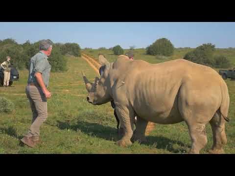 Rhinoplasty For Rhinos