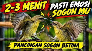 Download lagu PANCINGAN SOGON BETINA RIBUT 🔥 Bikin Sogon Mu Di Rumah Langsung Emosi mp3